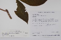 臺灣藤漆藏品圖，第2張