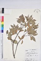 長尾栲、長尾柯、長尾尖葉櫧藏品圖，第1張