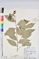 交力坪鐵色藏品圖，第1張