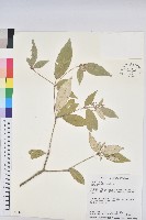 裡白巴豆藏品圖，第1張