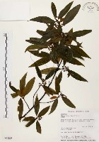 山胡椒藏品圖，第1張