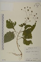 下田菊藏品圖，第1張