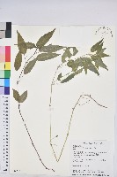 山靛藏品圖，第1張