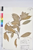 青剛櫟、鐵椆藏品圖，第1張