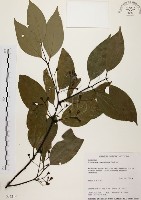 土肉桂藏品圖，第1張