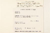 紅面番藏品圖，第2張