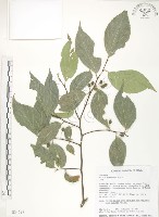 石朴藏品圖，第1張