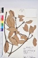 短尾柯、油葉杜、嶺南柯藏品圖，第1張