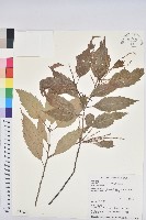 臺灣苦櫧藏品圖，第1張