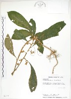 同蕊草、異色線柱苣苔藏品圖，第1張