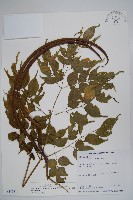 山菜豆藏品圖，第1張