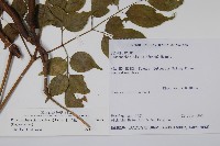 山菜豆藏品圖，第2張