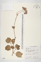 蘭嶼木耳菜藏品圖，第1張