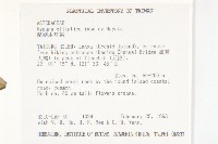 蘭嶼木耳菜藏品圖，第2張