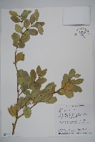 琉球黃楊藏品圖，第1張