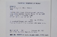 琉球黃楊藏品圖，第2張