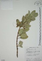 蘭嶼念珠藤藏品圖，第1張