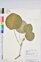 圓葉血桐藏品圖，第1張