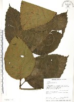 火筒樹藏品圖，第1張