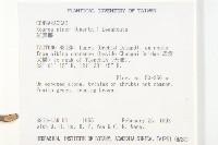 紅葉藤藏品圖，第2張