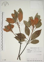 金新木薑子藏品圖，第1張