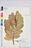 蘭嶼土沉香藏品圖，第1張