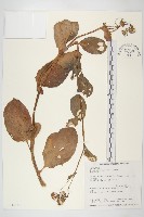 蘭嶼木耳菜藏品圖，第1張