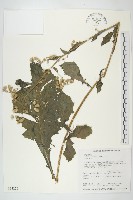 裂葉艾納香藏品圖，第1張