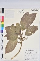 假鐵莧藏品圖，第1張