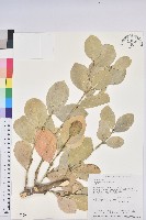 白樹仔藏品圖，第1張