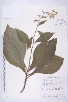 大花艾納香藏品圖，第1張