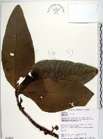 蘭嶼木薑子藏品圖，第1張