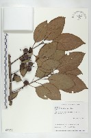 山柿, 山豆柿藏品圖，第1張