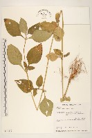 金腰箭藏品圖，第1張