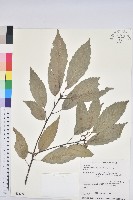 青剛櫟、鐵椆藏品圖，第1張