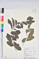 土密樹藏品圖，第1張