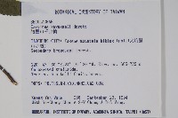 阿里山千金榆藏品圖，第2張