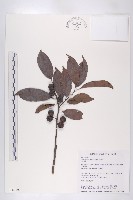 山紅柿藏品圖，第3張