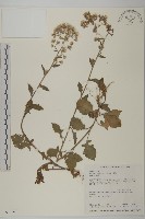 裂葉艾納香藏品圖，第1張