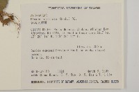 裂葉艾納香藏品圖，第2張