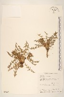 西洋蒲公英藏品圖，第1張