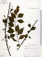 烏皮九芎、奮起湖野茉莉藏品圖，第1張