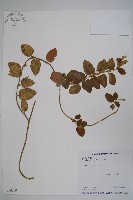 鷗蔓藏品圖，第1張