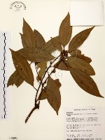 五掌楠藏品圖，第1張