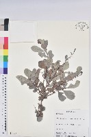 登錄號:S034307藏品圖，第1張