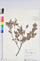 大葉越橘、來特氏越橘藏品圖，第1張