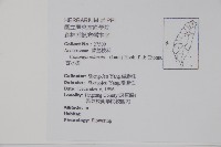 香水樹藏品圖，第2張