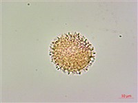 柿葉茶茱萸藏品圖，第2張