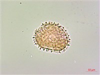 柿葉茶茱萸藏品圖，第4張