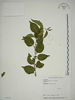 亞洲濱棗藏品圖，第1張